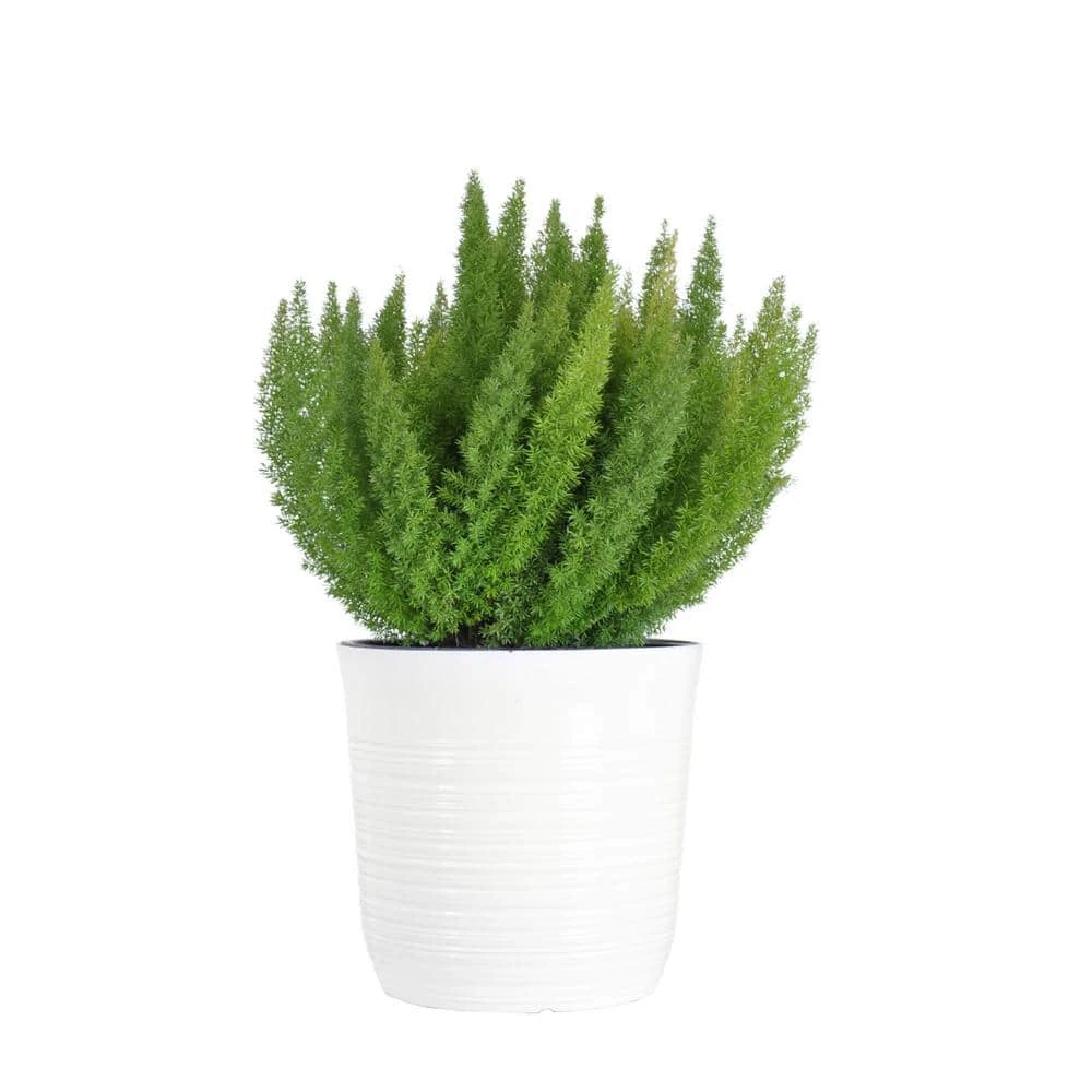 Foxtail Fern In 10 Inch White Decor Pot 1 Foxtail Fern In 10 Inch White Decor Pot