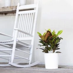 Croton Petra Variegated Live Plant In 10 Inch White Decor Pot 7 Croton Petra Variegated Live Plant In 10 Inch White Decor Pot -Urban Garden Store united nursery house plants 06832 31 1000