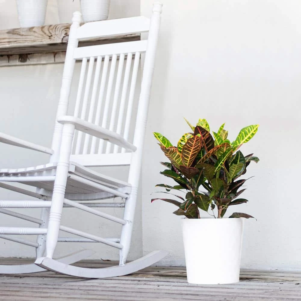 Croton Petra Variegated Live Plant In 10 Inch White Decor Pot 4 Croton Petra Variegated Live Plant In 10 Inch White Decor Pot - Image 4