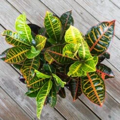Croton Petra Variegated Live Plant In 10 Inch White Decor Pot 6 Croton Petra Variegated Live Plant In 10 Inch White Decor Pot -Urban Garden Store united nursery house plants 06832 4f 1000