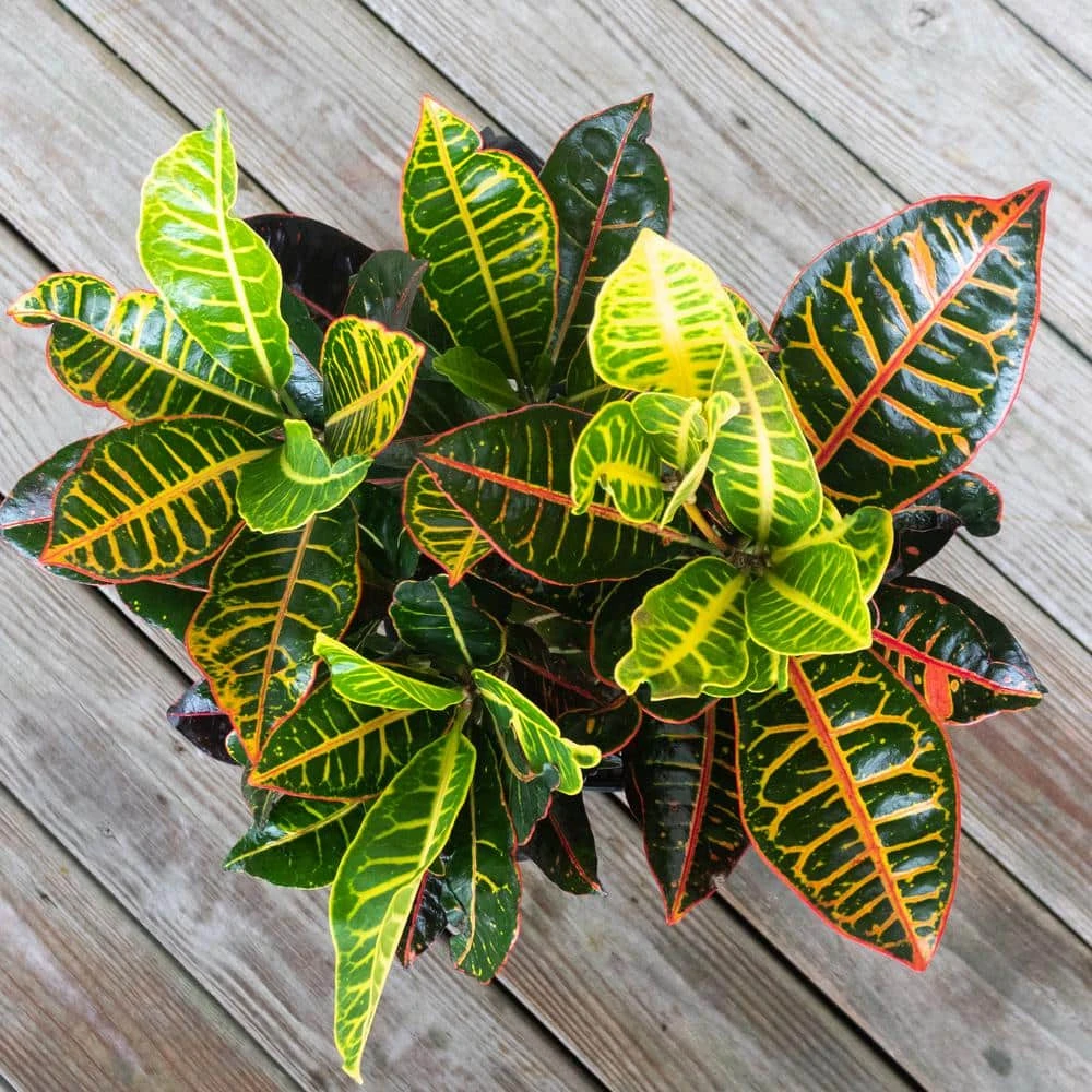 Croton Petra Variegated Live Plant In 10 Inch White Decor Pot 3 Croton Petra Variegated Live Plant In 10 Inch White Decor Pot - Image 3