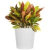 Croton Petra Variegated Live Plant In 10 Inch White Decor Pot