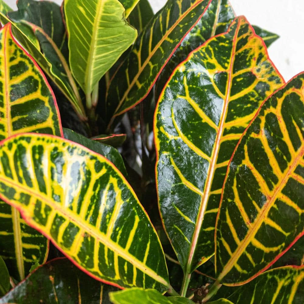 Croton Petra Variegated Live Plant In 10 Inch White Decor Pot 2 Croton Petra Variegated Live Plant In 10 Inch White Decor Pot - Image 2