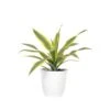 Lemon Lime Dracaena Live Plant In 6 Inch White Decor Pot