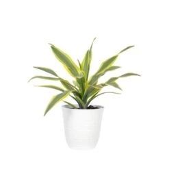 Lemon Lime Dracaena Live Plant In 6 Inch White Decor Pot
