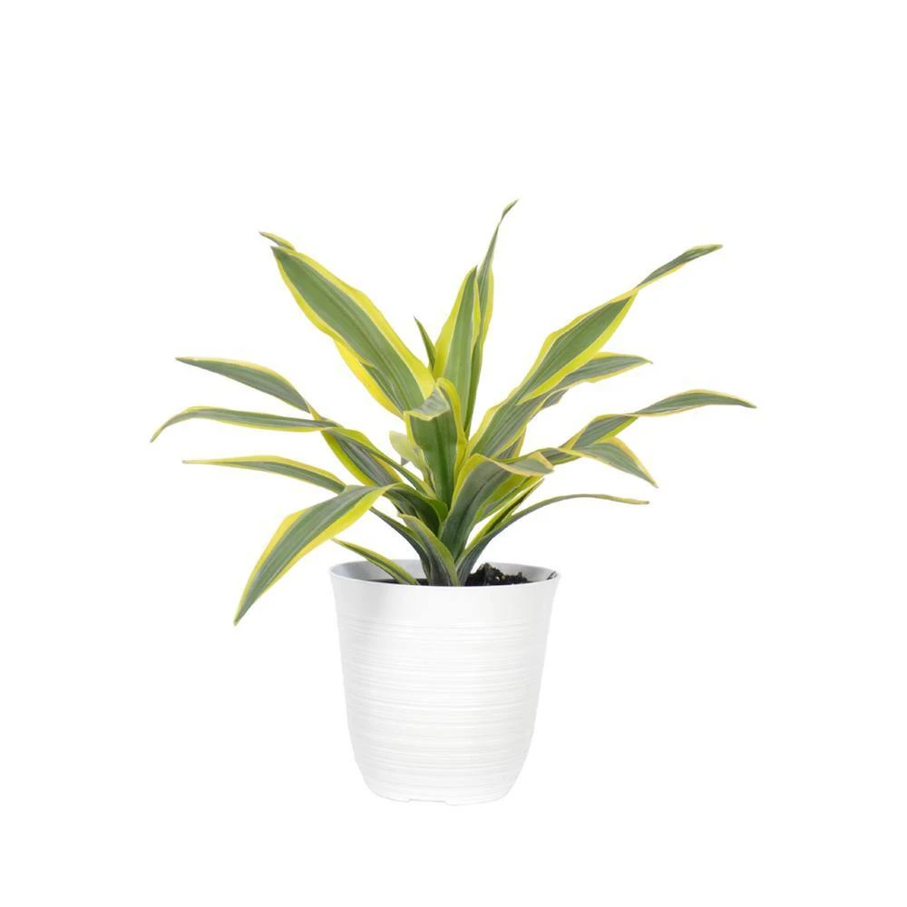 Lemon Lime Dracaena Live Plant In 6 Inch White Decor Pot 1 Lemon Lime Dracaena Live Plant In 6 Inch White Decor Pot