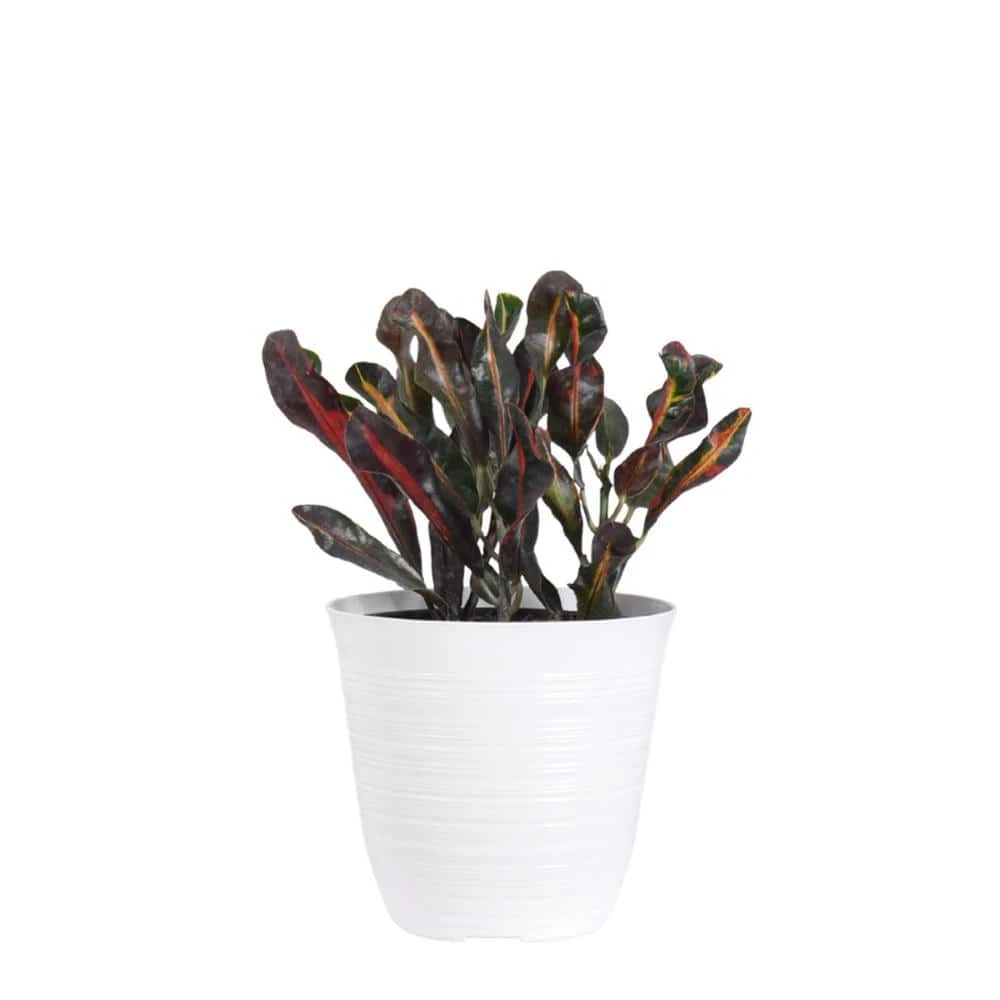 Croton Mammy In 6 Inch White Decor Pot 1 Croton Mammy In 6 Inch White Decor Pot