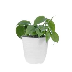 Philodendron Green Cordatum Live Plant In 6 In. White Decor Pot