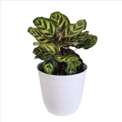 Calathea Peacock In 6 Inch White Decor Pot