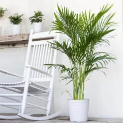 Cat Palm Chamaedorea Cataractarum Plant In 9.25 Inch Grower Pot -Urban Garden Store united nursery house plants 20132 31 1000