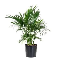 Cat Palm Chamaedorea Cataractarum Plant In 9.25 Inch Grower Pot