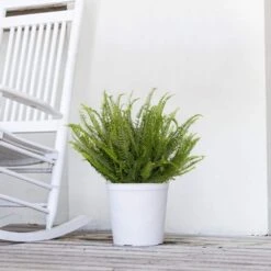 Kimberly Queen Fern Plant In 9.25 Inch Grower Pot 7 Kimberly Queen Fern Plant In 9.25 Inch Grower Pot -Urban Garden Store united nursery house plants 20286 4f 1000