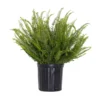 Kimberly Queen Fern Plant In 9.25 Inch Grower Pot