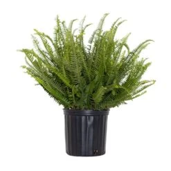 Kimberly Queen Fern Plant In 9.25 Inch Grower Pot