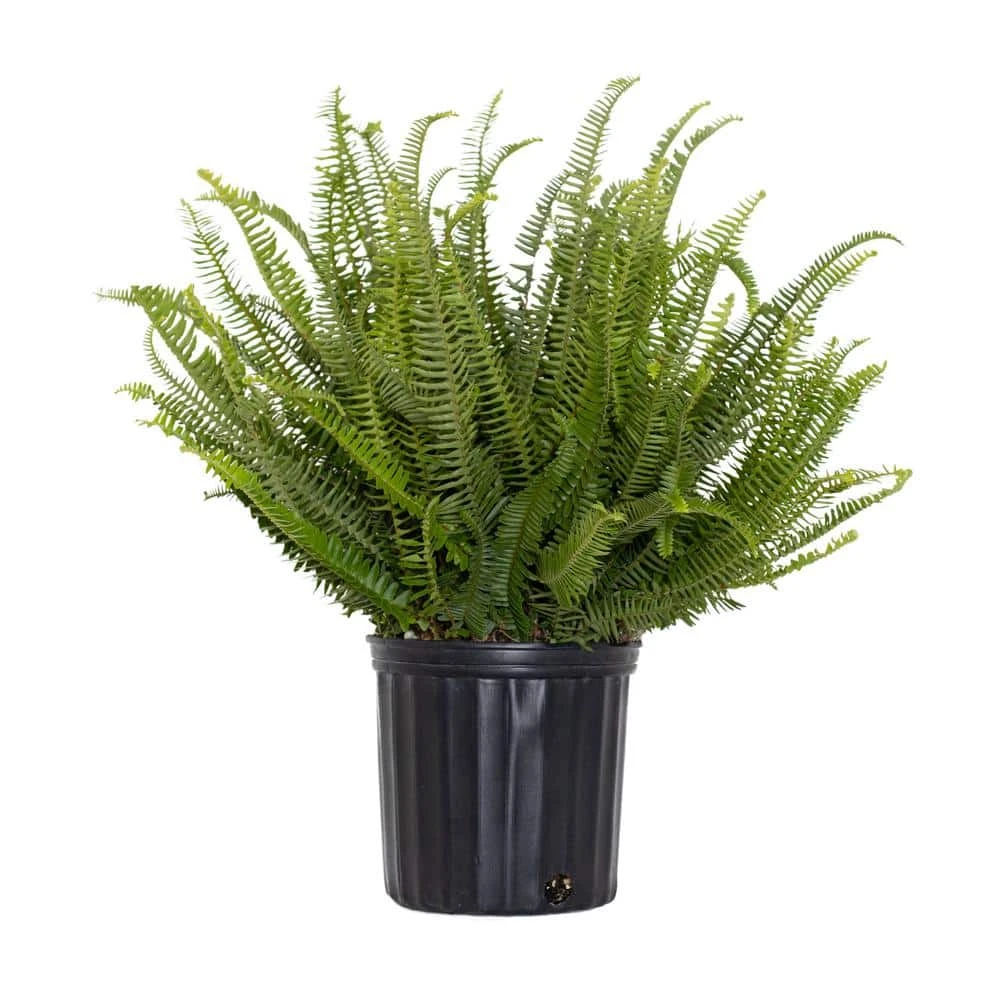 Kimberly Queen Fern Plant In 9.25 Inch Grower Pot 1 Kimberly Queen Fern Plant In 9.25 Inch Grower Pot