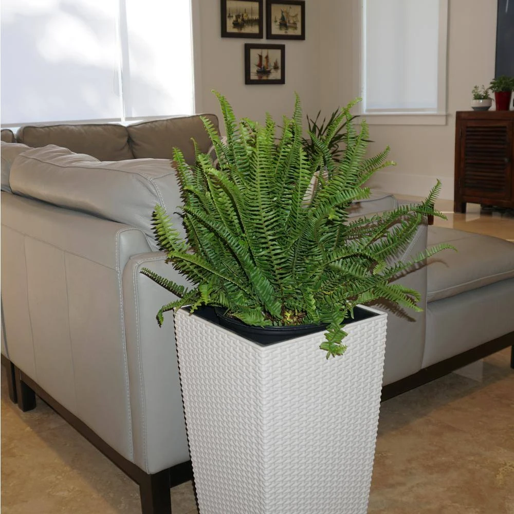 Kimberly Queen Fern Plant In 9.25 Inch Grower Pot 2 Kimberly Queen Fern Plant In 9.25 Inch Grower Pot - Image 2