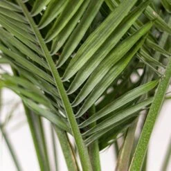 Majesty Palm Plant In 9.25 In. Grower Pot 7 Majesty Palm Plant In 9.25 In. Grower Pot -Urban Garden Store united nursery house plants 20736 1f 1000