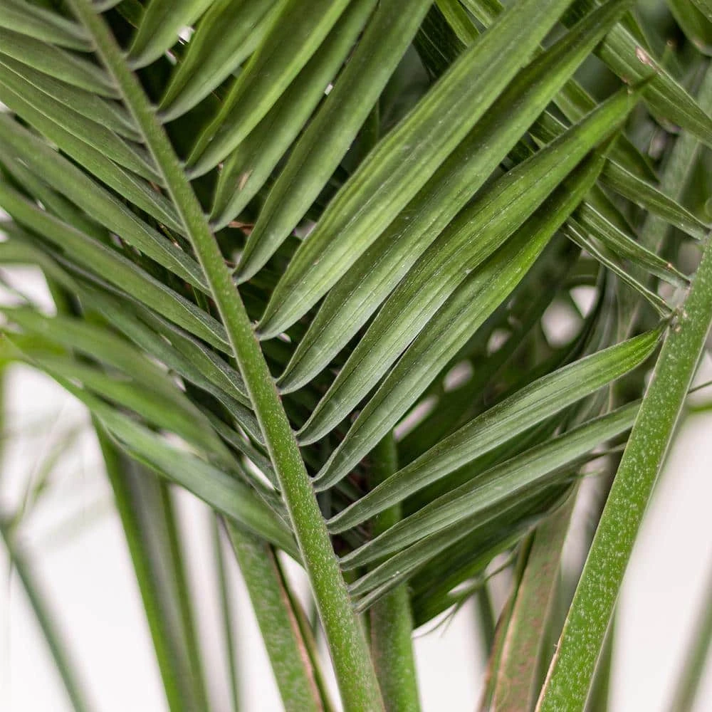 Majesty Palm Plant In 9.25 In. Grower Pot 4 Majesty Palm Plant In 9.25 In. Grower Pot - Image 4