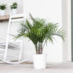 Majesty Palm Plant In 9.25 In. Grower Pot 6 Majesty Palm Plant In 9.25 In. Grower Pot -Urban Garden Store united nursery house plants 20736 4f 1000