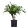 Majesty Palm Plant In 9.25 In. Grower Pot