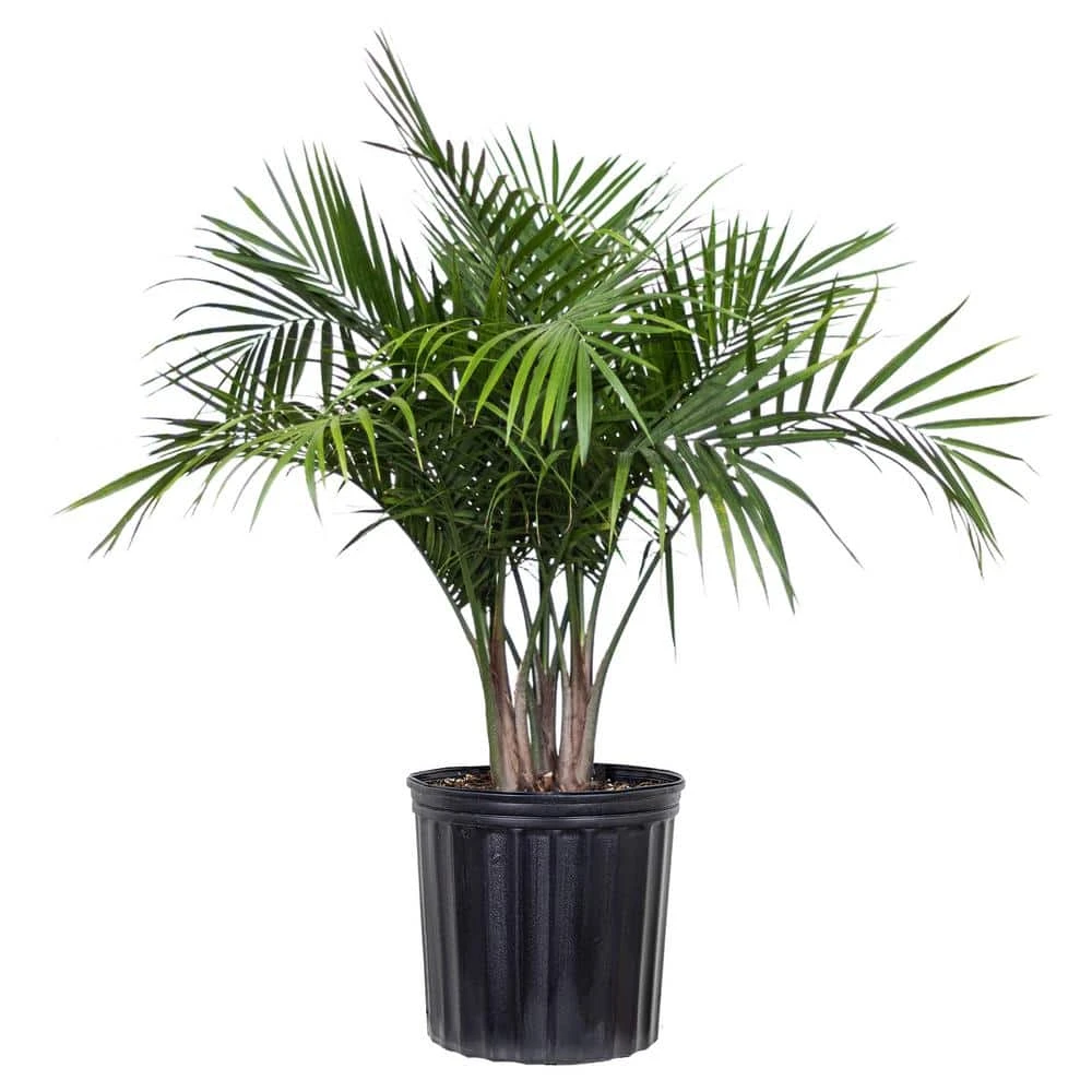 Majesty Palm Plant In 9.25 In. Grower Pot 1 Majesty Palm Plant In 9.25 In. Grower Pot