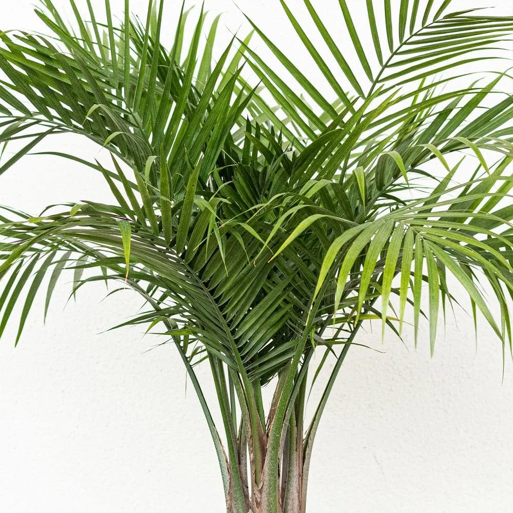 Majesty Palm Plant In 9.25 In. Grower Pot 2 Majesty Palm Plant In 9.25 In. Grower Pot - Image 2