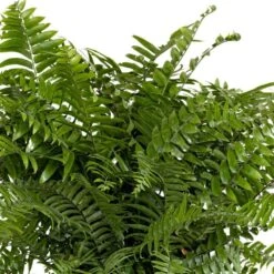 Macho Fern Plant In 9.25 Inch Grower Pot -Urban Garden Store united nursery house plants 20873 1f 1000