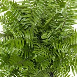 Macho Fern Plant In 9.25 Inch Grower Pot -Urban Garden Store united nursery house plants 20873 4f 1000