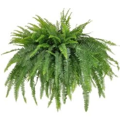 Boston Fern Jumbo Size Plant In 9.25 Inch Hanging Basket For Indoor Or Outdoor Use