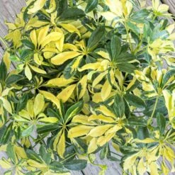 Schefflera Trinette Live Umbrella Plant Indoor Outdoor Houseplant In 9.25 In. Grower Pot -Urban Garden Store united nursery house plants 21245 1f 1000