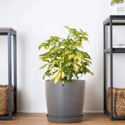 Schefflera Trinette Live Umbrella Plant Indoor Outdoor Houseplant In 9.25 In. Grower Pot -Urban Garden Store united nursery house plants 21245 44 1000