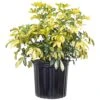 Schefflera Trinette Live Umbrella Plant Indoor Outdoor Houseplant In 9.25 In. Grower Pot