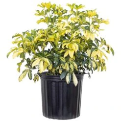 Schefflera Trinette Live Umbrella Plant Indoor Outdoor Houseplant In 9.25 In. Grower Pot