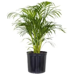 Areca Palm Dypsis Lutescens Live Indoor Outdoor Houseplant In 10 Inch Grower Pot