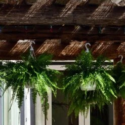 Boston Fern Plant In 9.25 In. Hanging Basket -Urban Garden Store united nursery house plants 21276 4f 1000