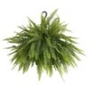 Boston Fern Plant In 9.25 In. Hanging Basket