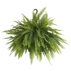 Boston Fern Plant In 9.25 In. Hanging Basket