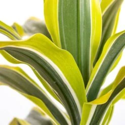 Lemon Lime Dracaena Warneckii Live Plant Shipped In 9.25 Inch Grower Pot -Urban Garden Store united nursery house plants 21511 1f 1000