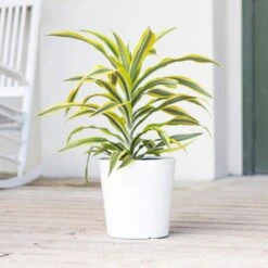 Lemon Lime Dracaena Warneckii Live Plant Shipped In 9.25 Inch Grower Pot -Urban Garden Store united nursery house plants 21511 4f 1000