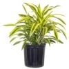 Lemon Lime Dracaena Warneckii Live Plant Shipped In 9.25 Inch Grower Pot