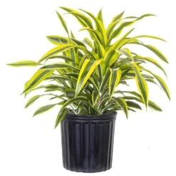 Lemon Lime Dracaena Warneckii Live Plant Shipped In 9.25 Inch Grower Pot