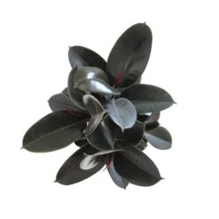 Ficus Elastica Burgandy Live Indoor Houseplant Shipped In 9.25 In. Grower Pot 24 In. To 34 In. Tall -Urban Garden Store united nursery house plants 21535 4f 1000