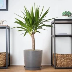 Yucca Cane Plant In 9.25 Inch Grower Pot -Urban Garden Store united nursery house plants 21955 1f 1000