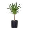 Yucca Cane Plant In 9.25 Inch Grower Pot