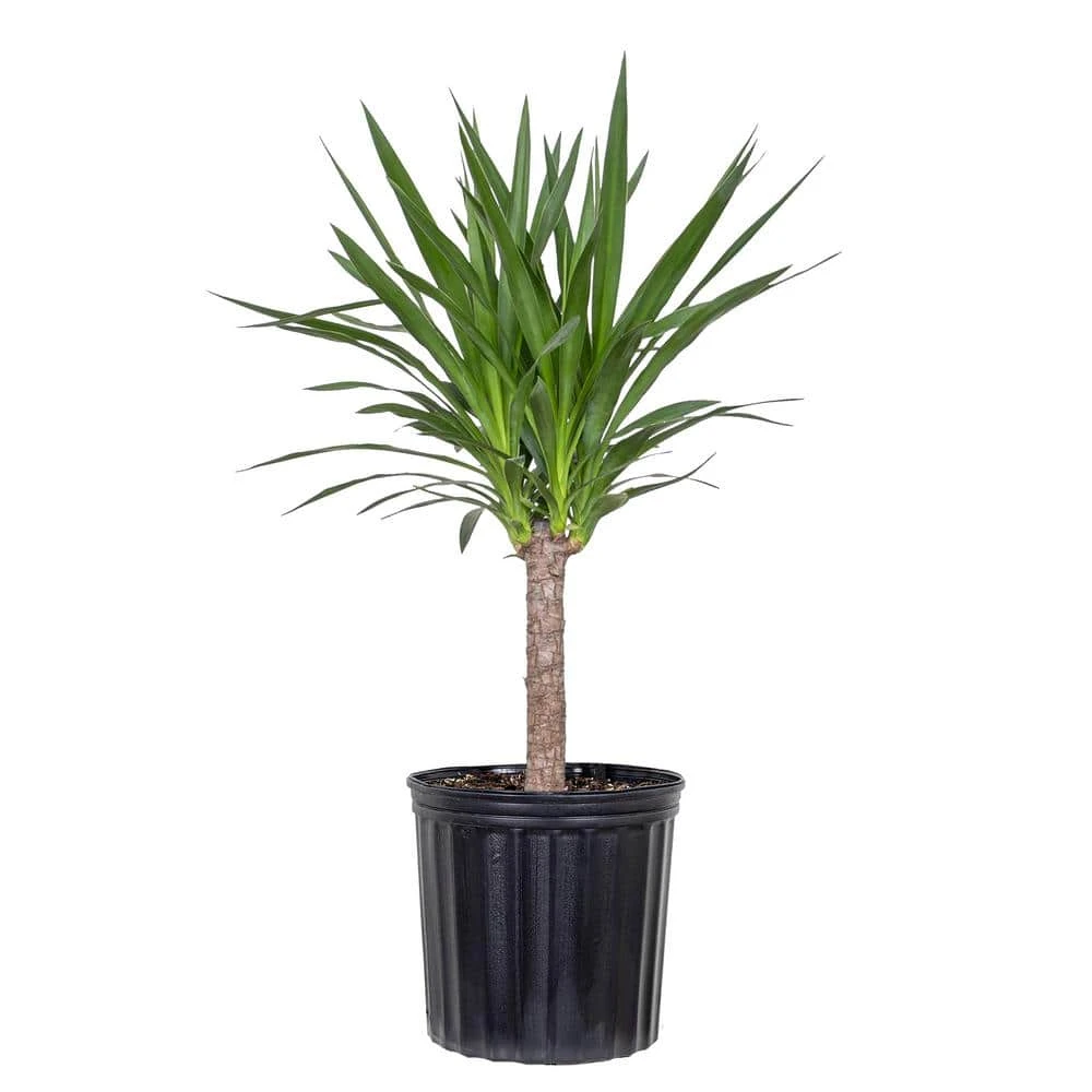 Yucca Cane Plant In 9.25 Inch Grower Pot