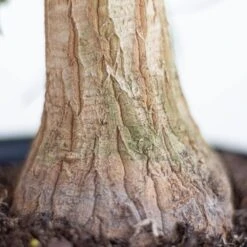 Ponytail Palm Live Indoor Beaucarnea Guatemalensis Recurvata Houseplant Shipped In 6 Inch Grower Pot -Urban Garden Store united nursery house plants 22082 4f 1000