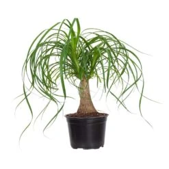 Ponytail Palm Live Indoor Beaucarnea Guatemalensis Recurvata Houseplant Shipped In 6 Inch Grower Pot