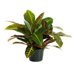 Croton Petra In 6 Inch Grower Pot