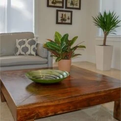 Croton Petra In 6 Inch Grower Pot -Urban Garden Store united nursery house plants 22204 c3 1000