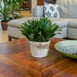 Janet Craig Compacta In 6 Inch Grower Pot -Urban Garden Store united nursery house plants 22273 31 1000